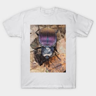 Iridescent ground beetle, possibly Scaphinotus sp. T-Shirt